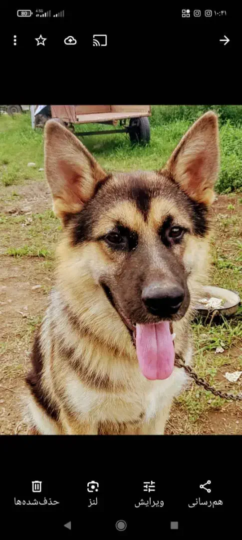 سگهای ژرمن قیمت توافقی|سگ|لاهیجان, خمیر کلایه|دیوار