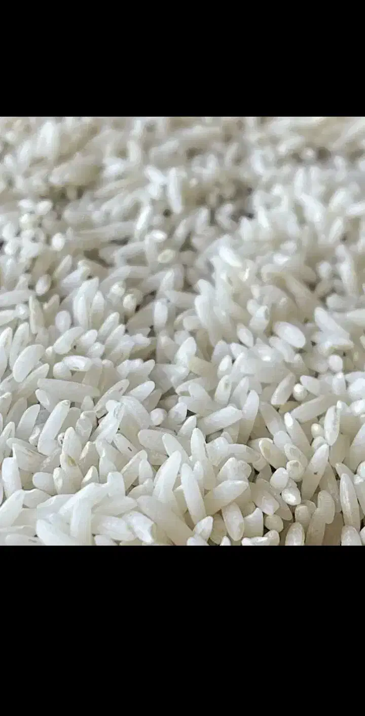 پیش فروش برنج|خوردنی و آشامیدنی|دورود, |دیوار