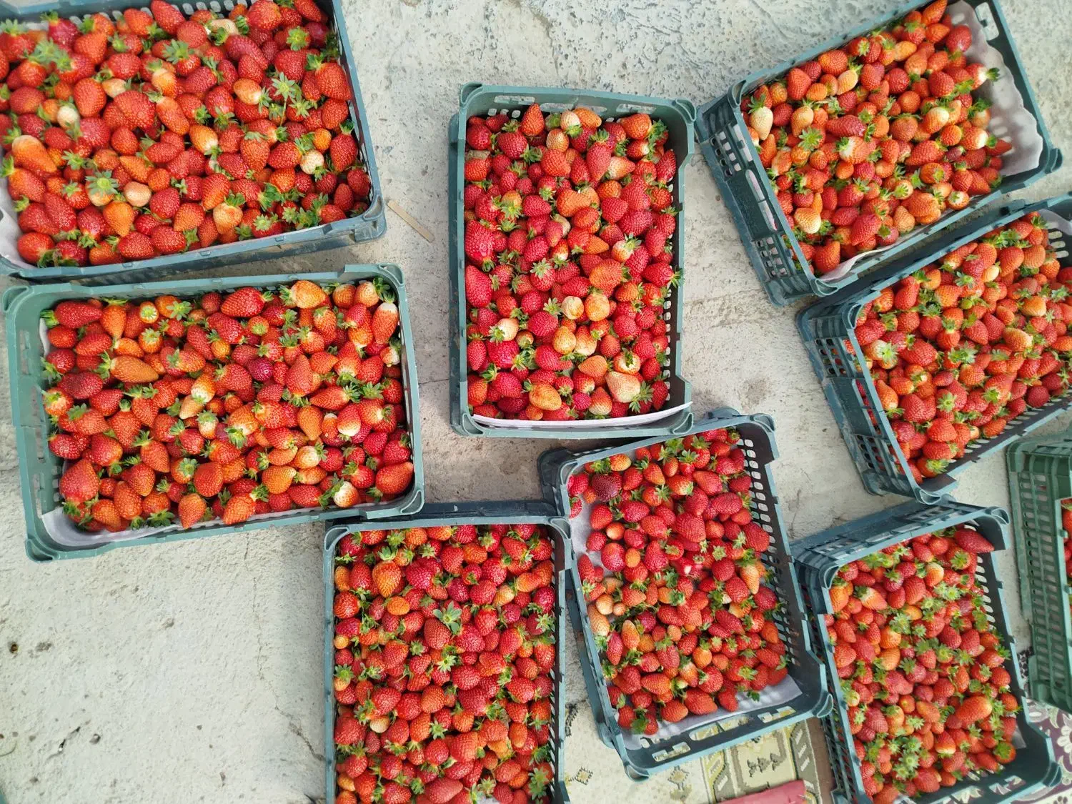 فروش گلخانه|فروش دفتر صنعتی، کشاورزی، تجاری|باغ حلی, |دیوار