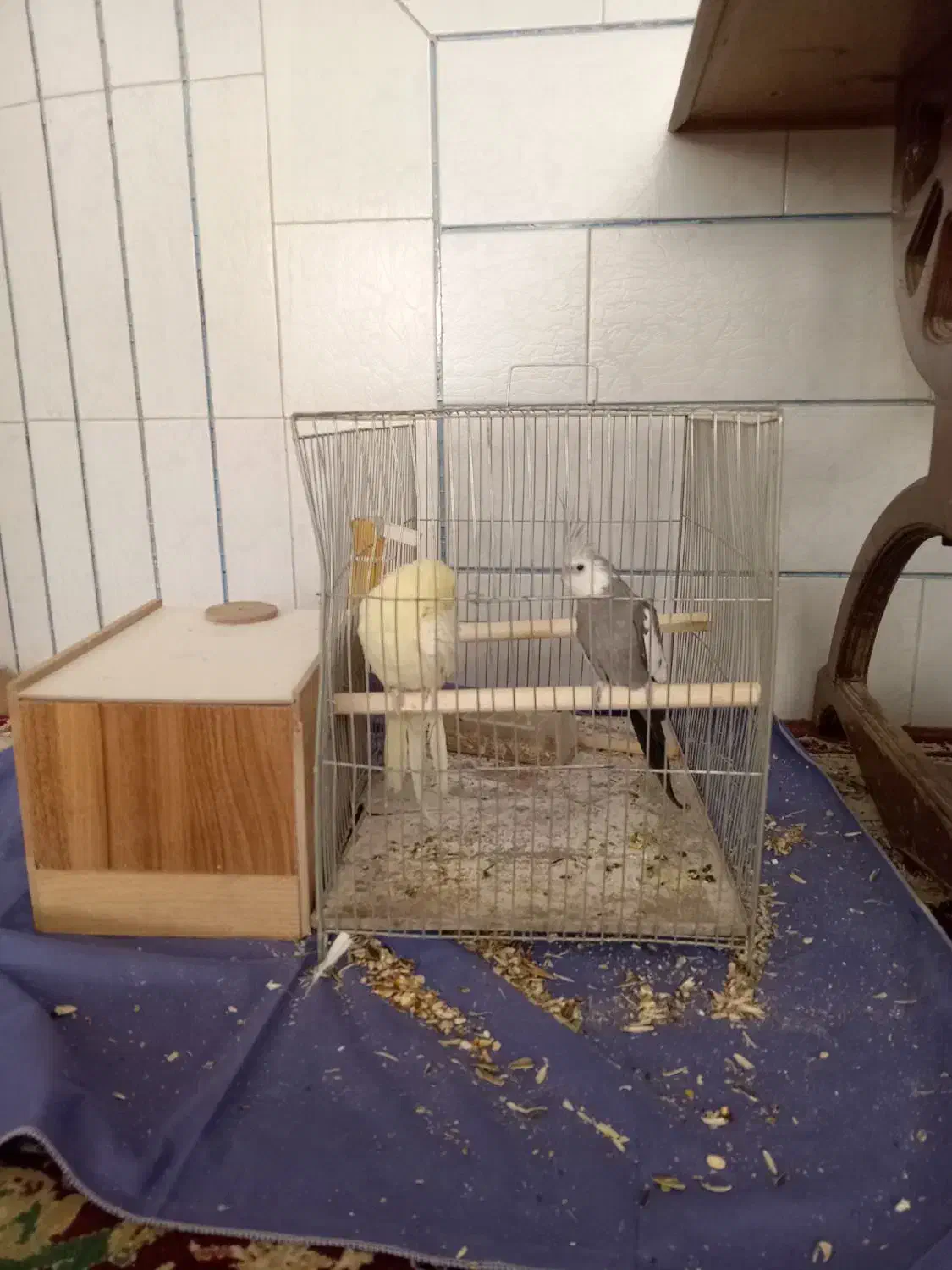 عروس هلندی|پرنده|نجفآباد, شریعتی غربی|دیوار