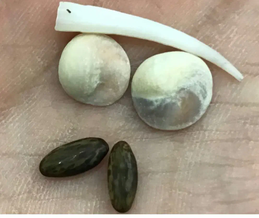 فال قهوه تاروت و ترکیبی و احساسی و...|خدمات پذیرایی، مراسم|ایلام, |دیوار