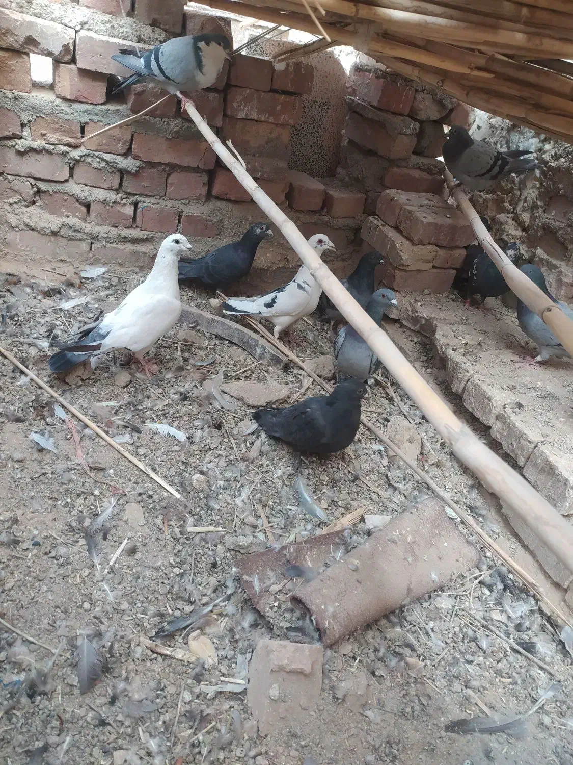 کبوتر نرپر و پرشی|پرنده|خاش, |دیوار