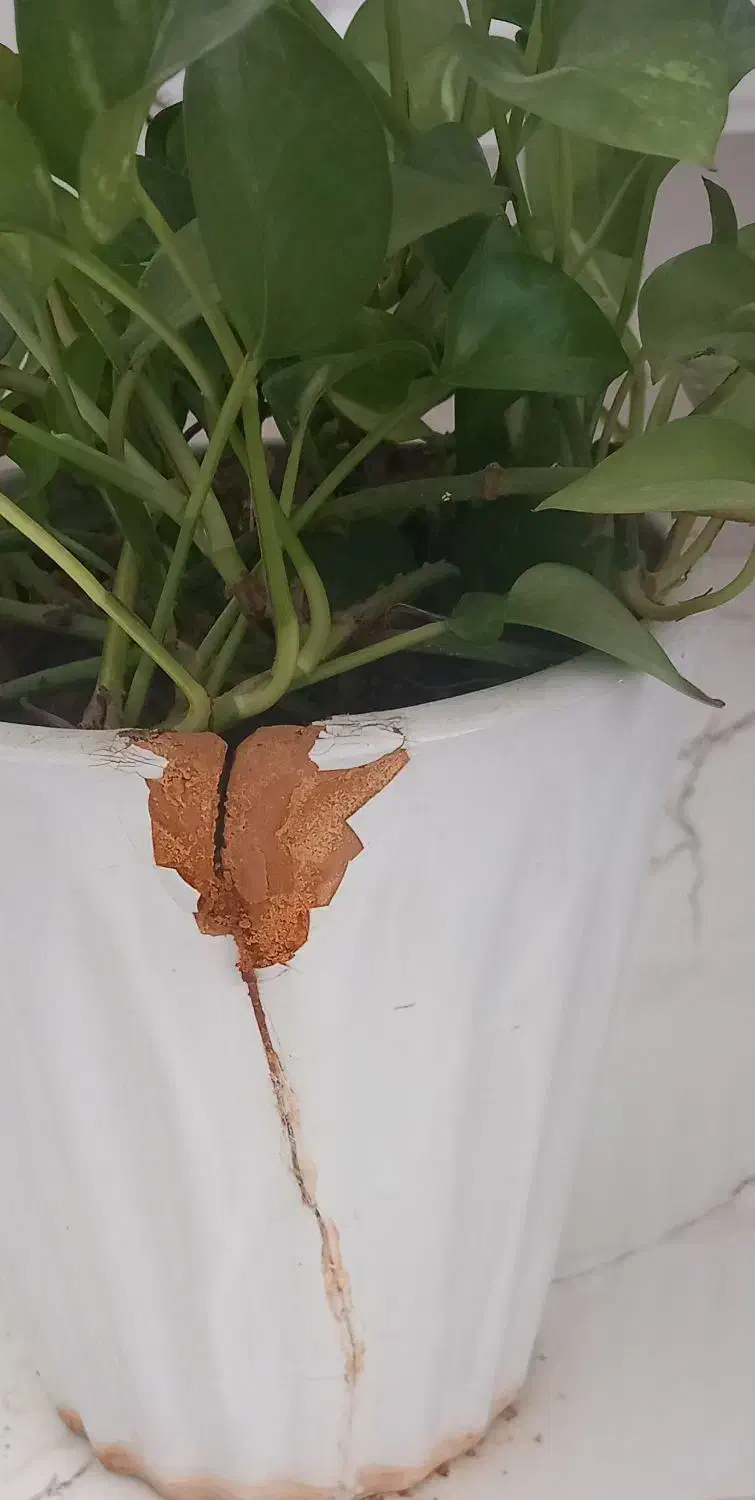 گل پتوس|گل و گیاه طبیعی|کرمانشاه, |دیوار