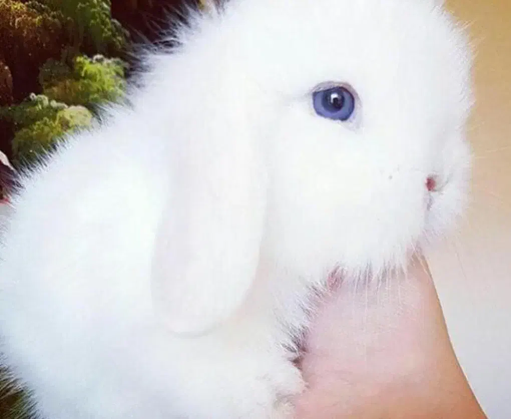 بچه خرگوش لوپ چشم آبی|موش و خرگوش|گنبد کاووس, |دیوار