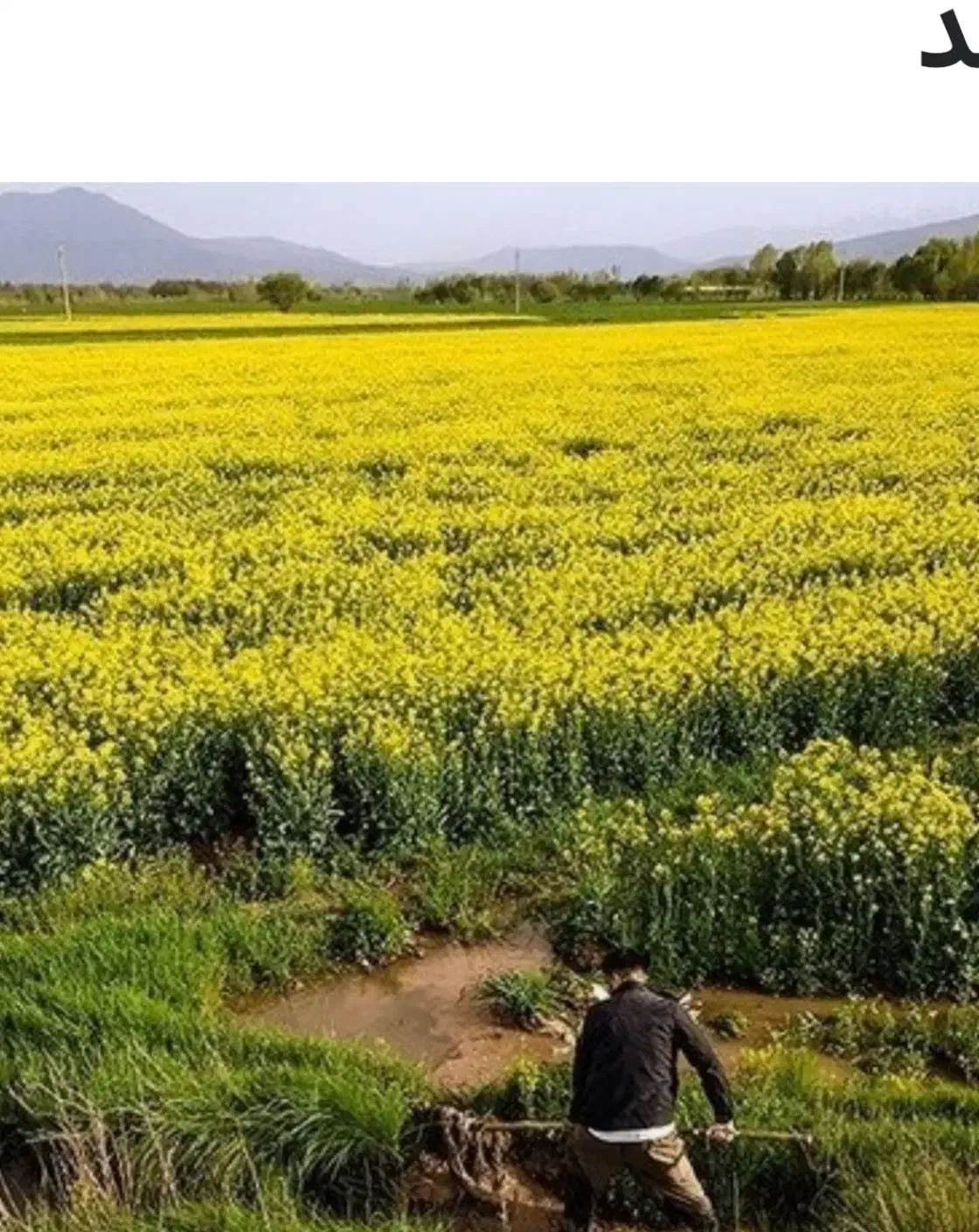 اجاره زمین کشاورزی سرگز دولت آباد|اجارهٔ دفتر صنعتی، کشاورزی، تجاری|ارزوئیه, |دیوار
