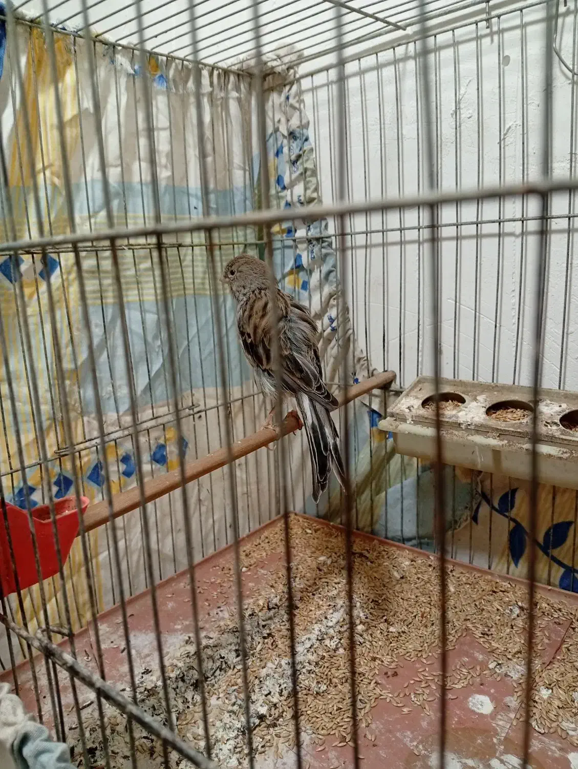 قناری ماده|پرنده|سمنان, |دیوار