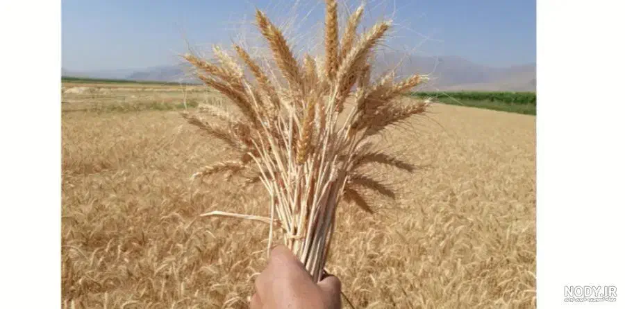 دو هکتار اجاره زمین کشاورزی در روستای کرد|اجارهٔ دفتر صنعتی، کشاورزی، تجاری|آق قلا, |دیوار