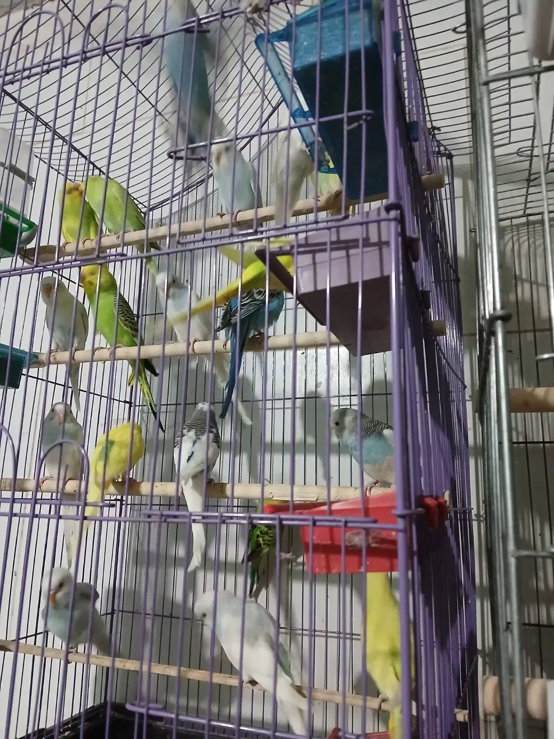 مرغ عشق  رنگی|پرنده|بهارستان, |دیوار