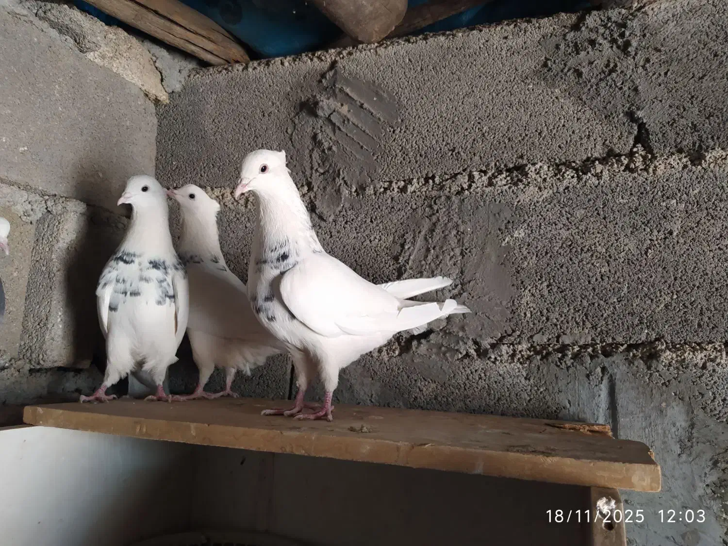 سه عدد طوقی خوب|پرنده|یاسوج, |دیوار