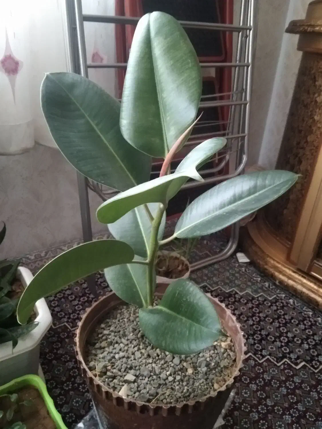 گل فیل گوش درحال روشد|گل و گیاه طبیعی|دهگلان, |دیوار