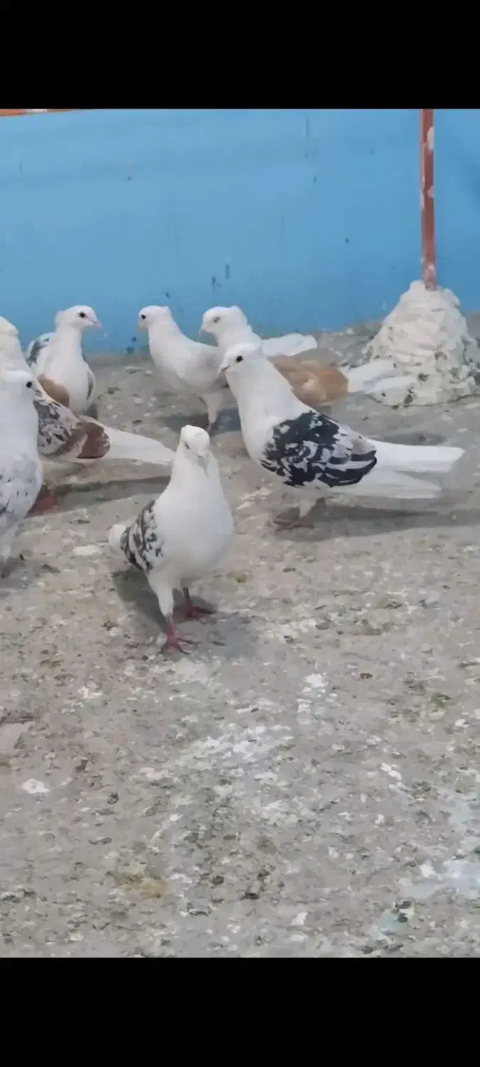 دوکت پلنگ لرستان پشتار|پرنده|قم, قلعه کامکار|دیوار