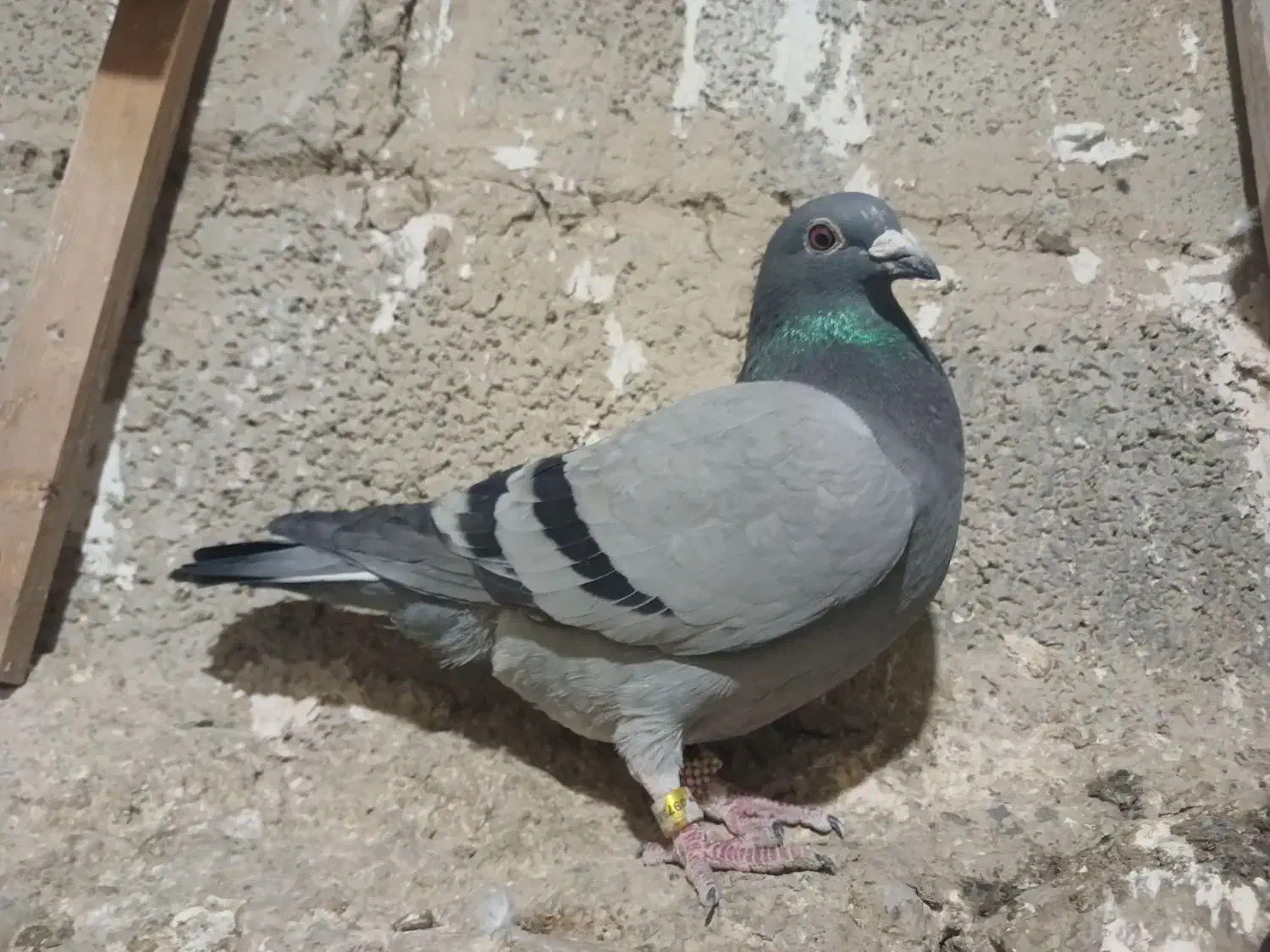 سبز ماده مسافتی المانی|پرنده|مشهد, خواجه ربیع|دیوار