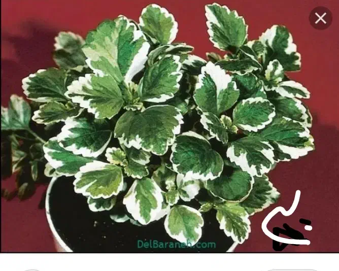 گل محمدی|آرایشی، بهداشتی، درمانی|بروجرد, |دیوار