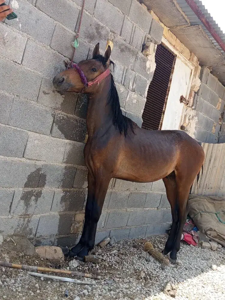 اسب نریون|اسب و تجهیزات اسبسواری|مرودشت, دولت آباد|دیوار