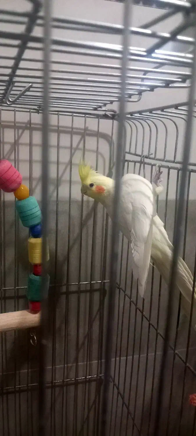 عروس هلندی نر|پرنده|کبودرآهنگ, |دیوار