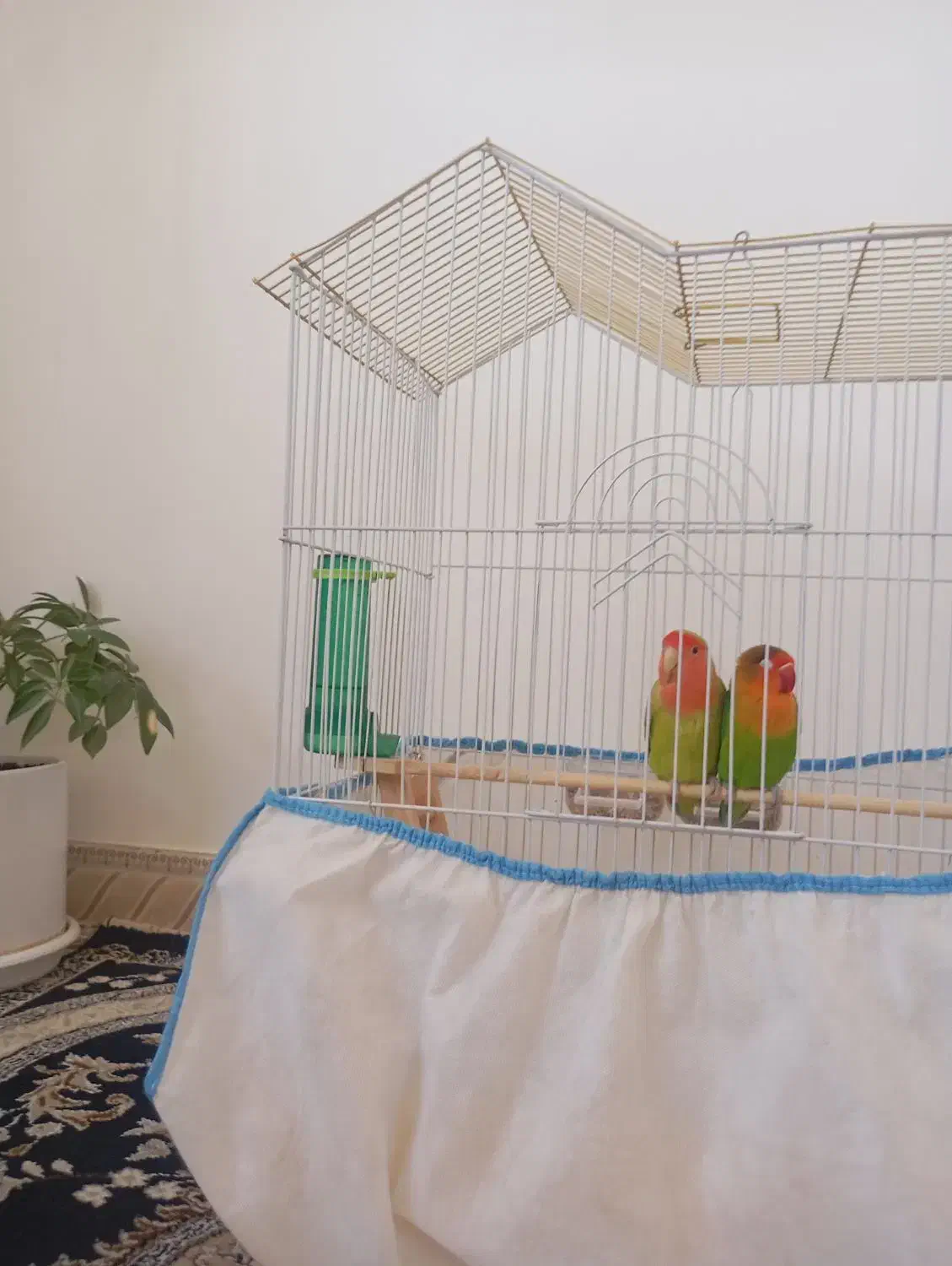 طوطی برزیلی|پرنده|مریوان, |دیوار