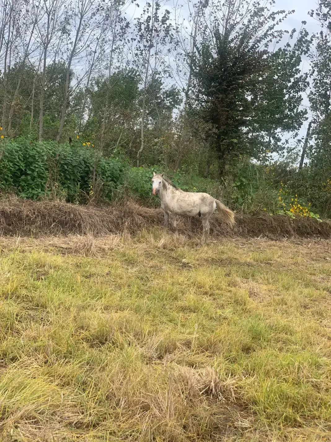 اسب|اسب و تجهیزات اسبسواری|املش, |دیوار