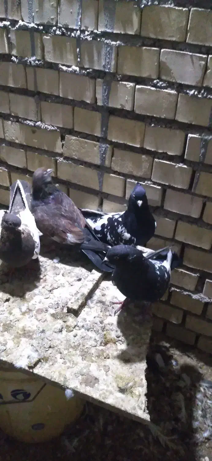 کبوتر کله ای عتیقه|پرنده|سوسنگرد, |دیوار