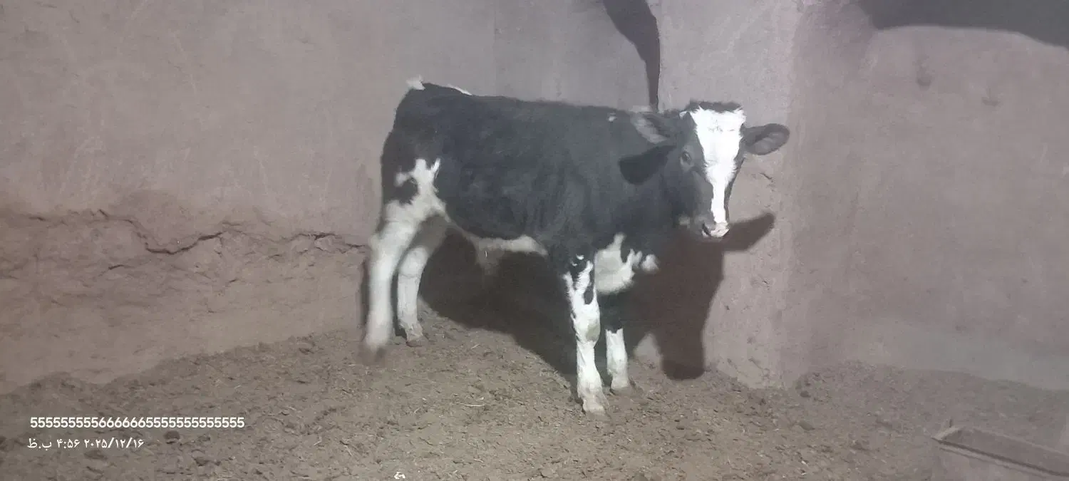 گوساله و گاو شیری|حیوانات مزرعه|باشتین, |دیوار