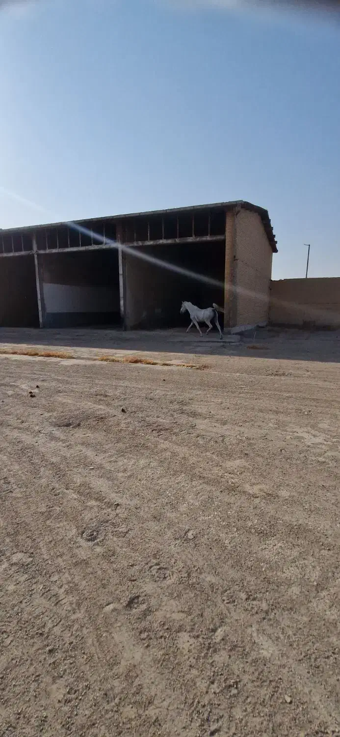 مادیان یکسر|اسب و تجهیزات اسبسواری|کارون, |دیوار