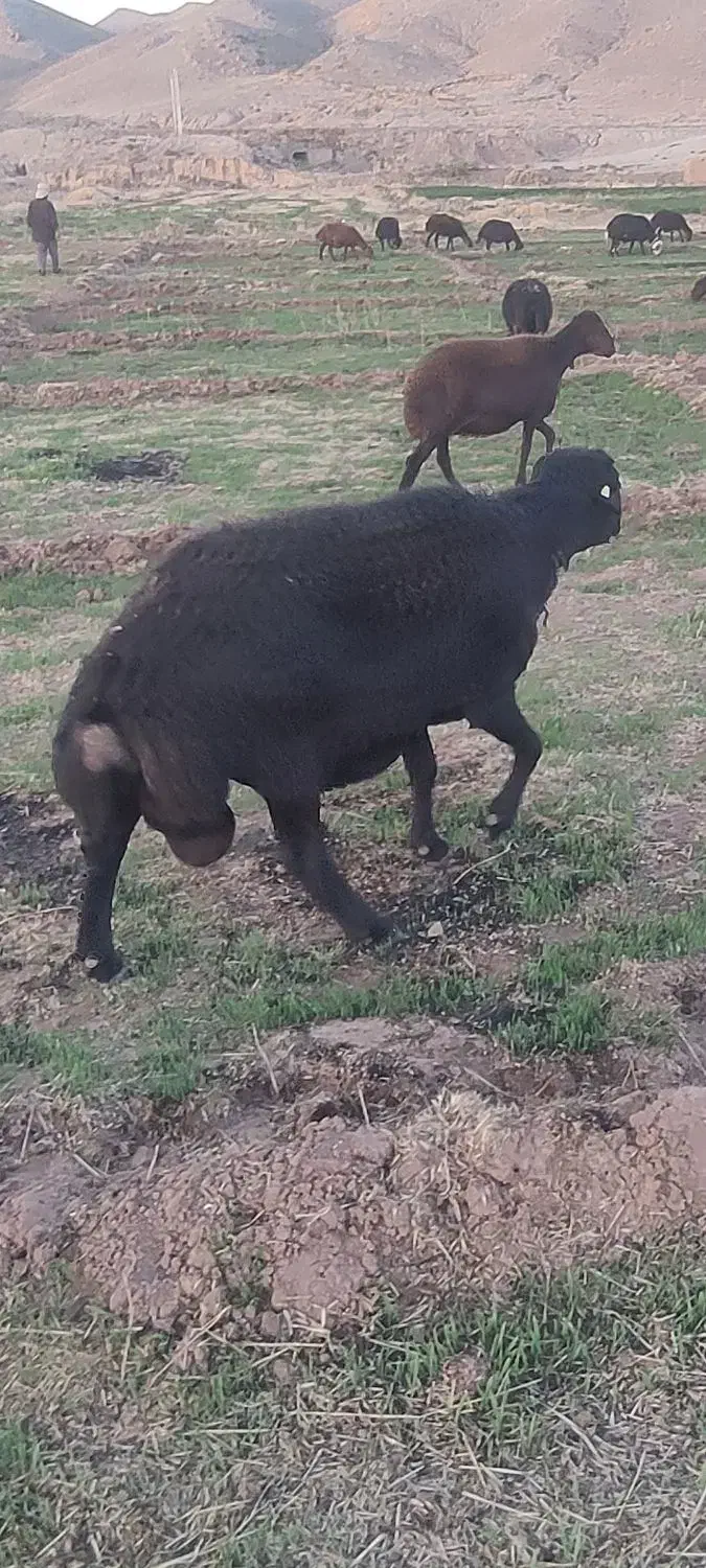 یک راس قوچ|حیوانات مزرعه|تربت جام, شیخ احمد جامی|دیوار