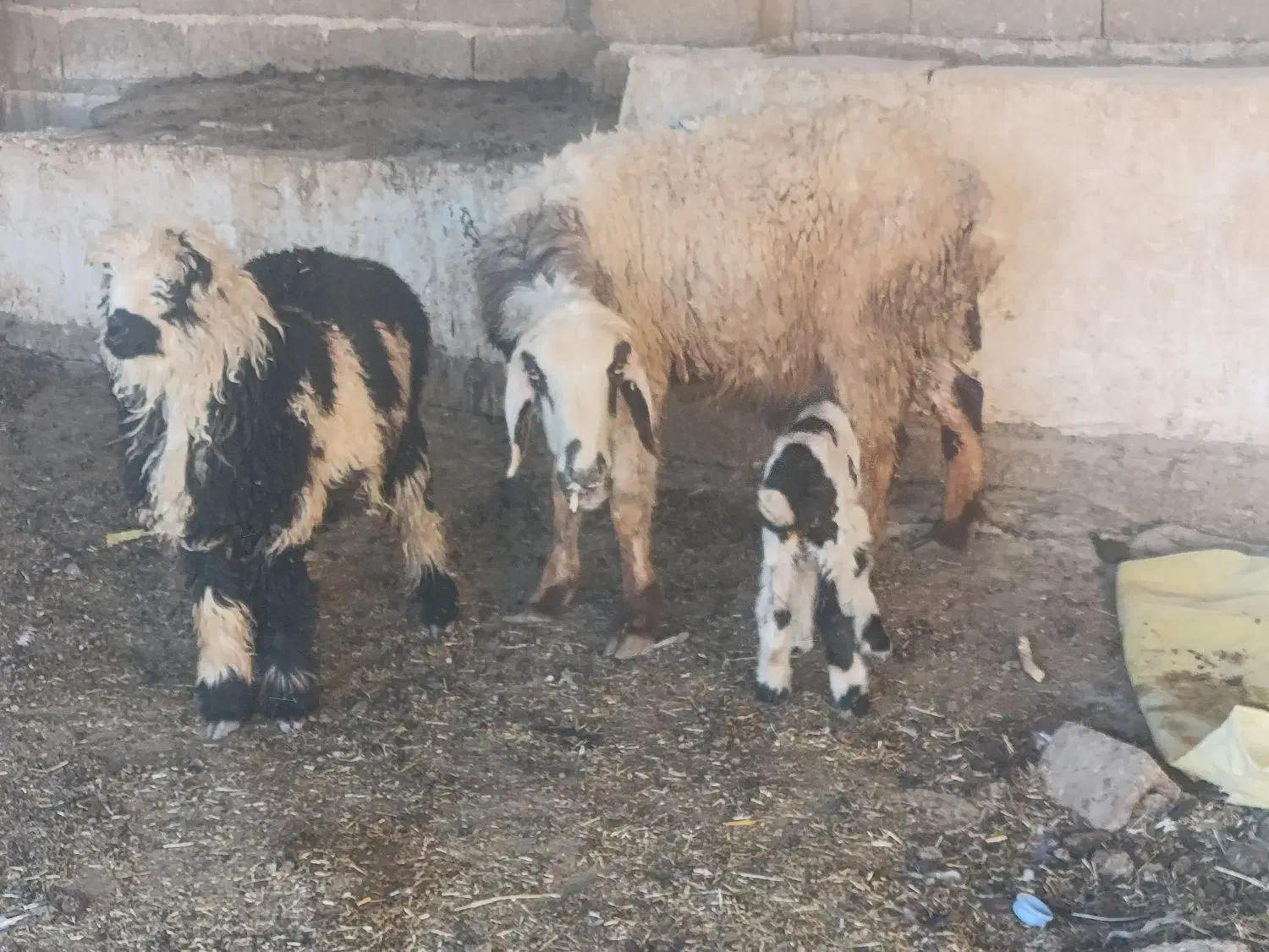 بره سبک ترکی و میش بره دار نر|حیوانات مزرعه|شیراز, بید زرد|دیوار