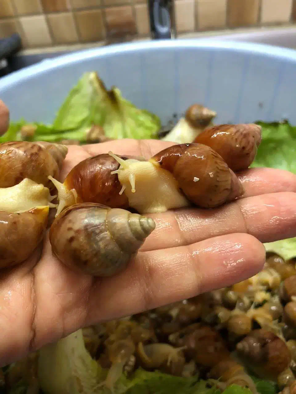 حلزون آچاتینا|خزنده|تهران, صادقیه|دیوار