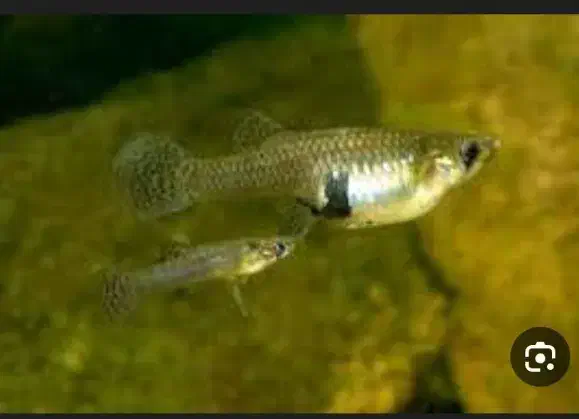 فروش عمده ماهی گامبوزیا|ماهی|جیرفت, |دیوار