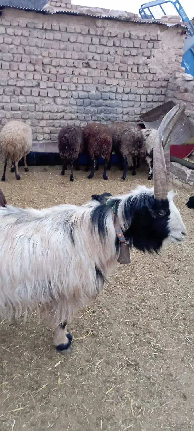 دوبرجلوگرد|حیوانات مزرعه|قمرود, |دیوار