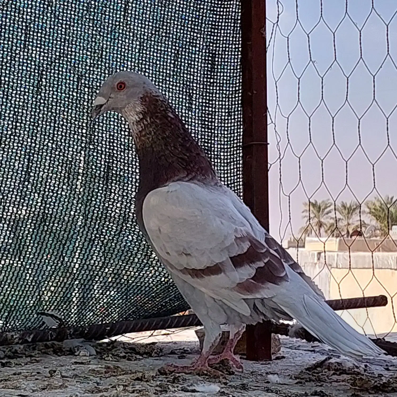 پرنده|پرنده|وحدتیه, |دیوار