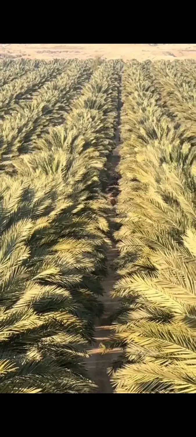 نخل درصدی(نخل فلاحه)|خدمات باغبانی و درختکاری|شادگان, |دیوار