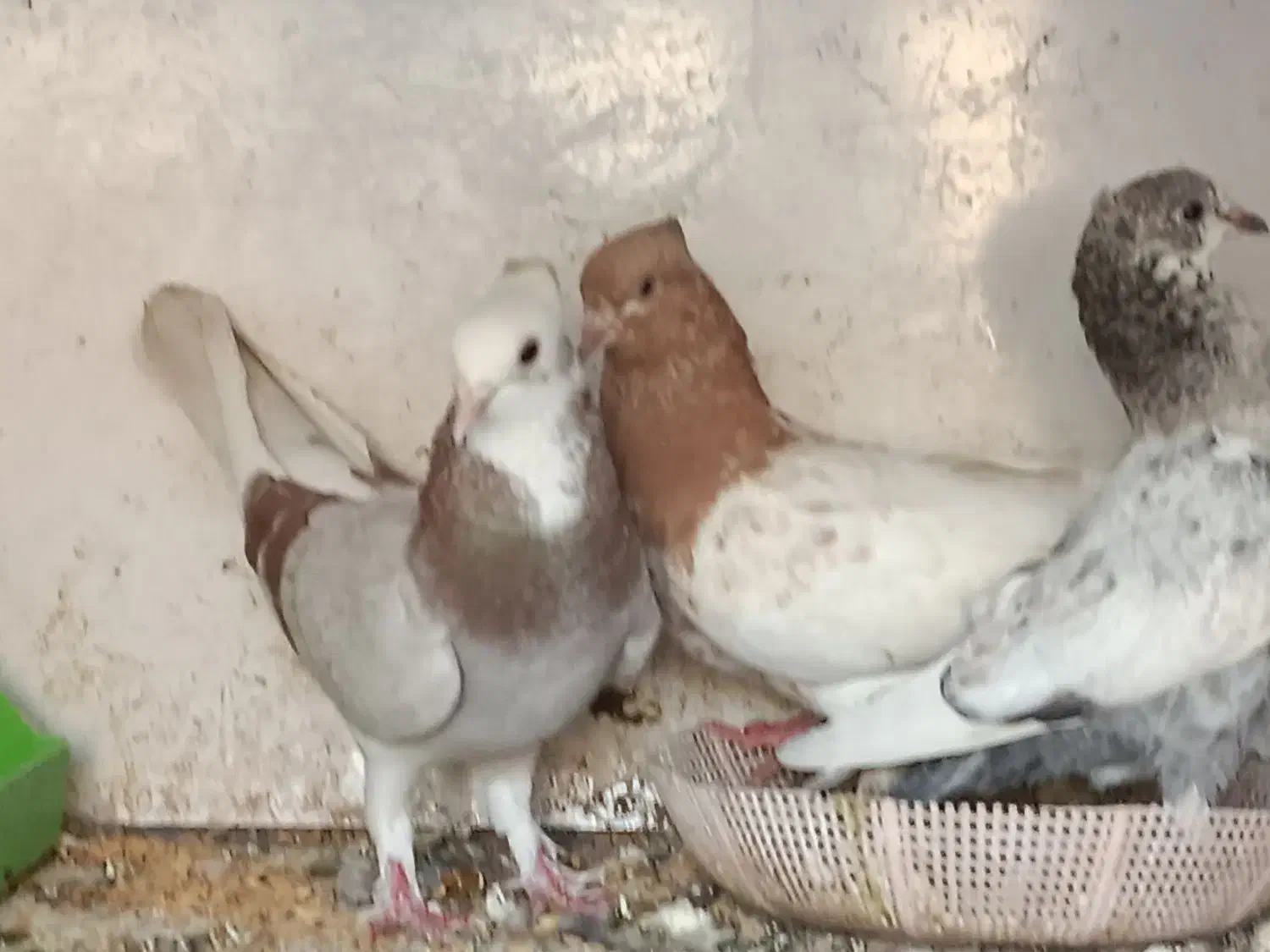 کبوتر|پرنده|مسجد سلیمان, |دیوار