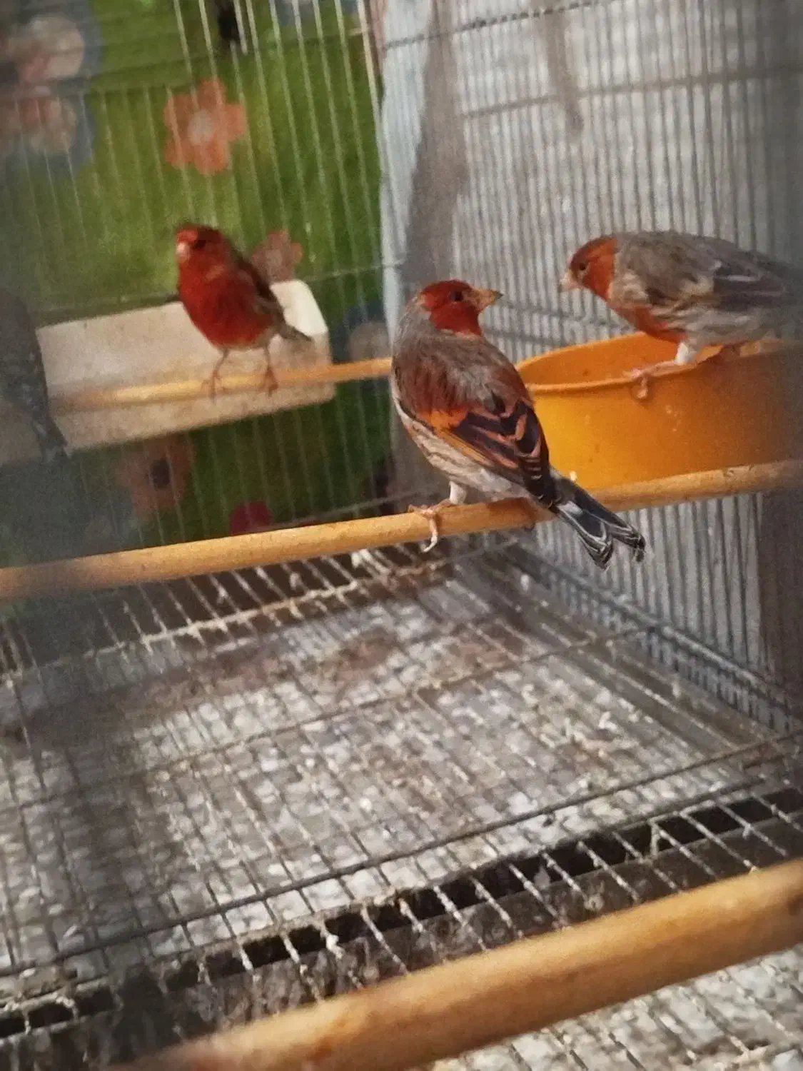 فروش سهره قناری تعداد وتکی|پرنده|بهارستان, |دیوار