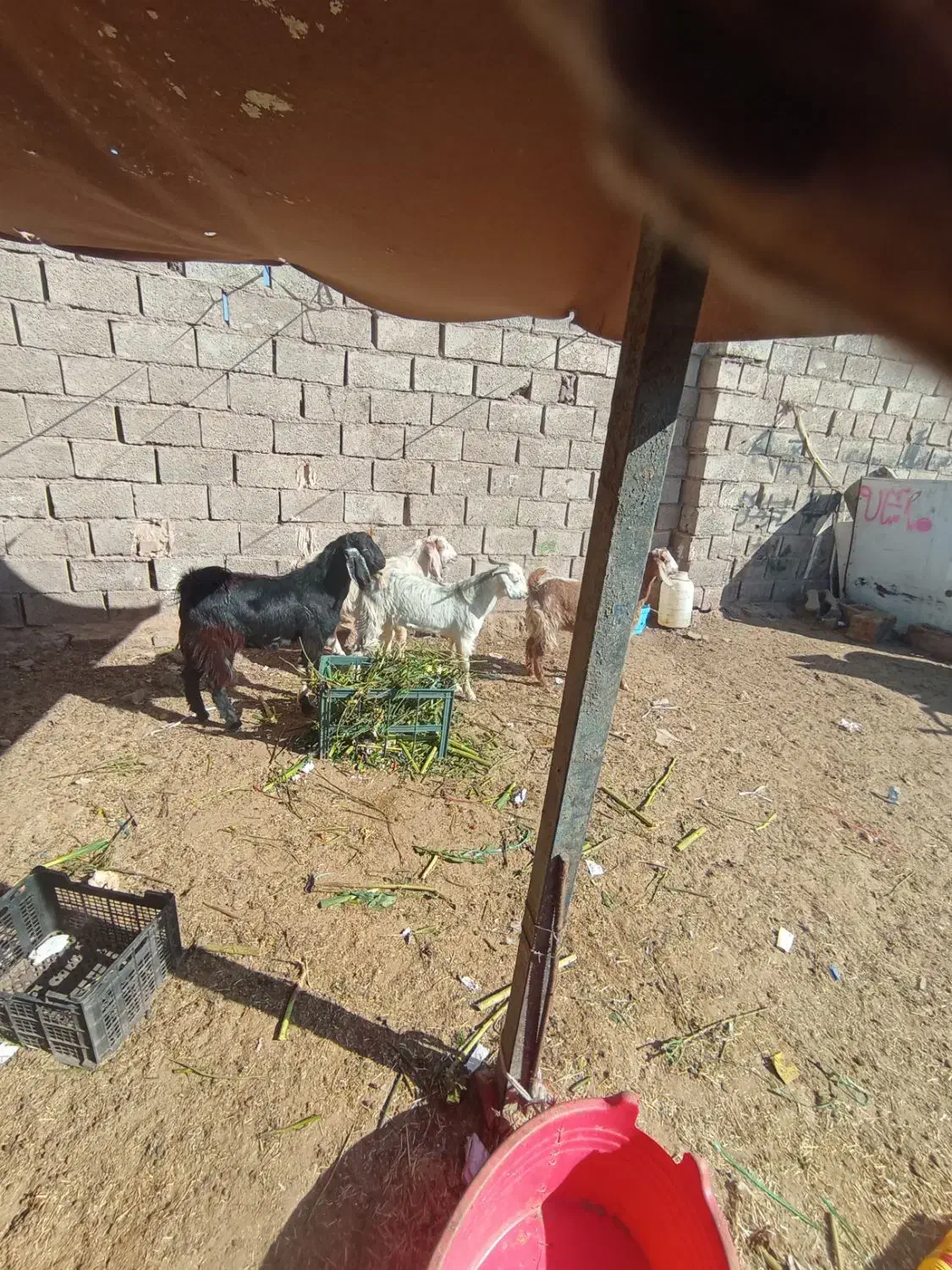 کهره نر سه تا یکی ماده.|حیوانات مزرعه|کرمان, |دیوار