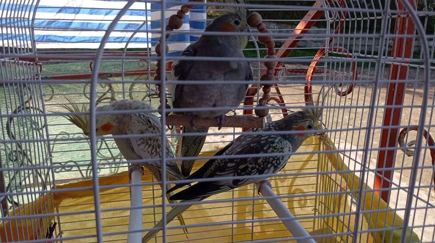 3تا عروس هلندی یکی نر 2تا ماده|پرنده|سنگر, |دیوار