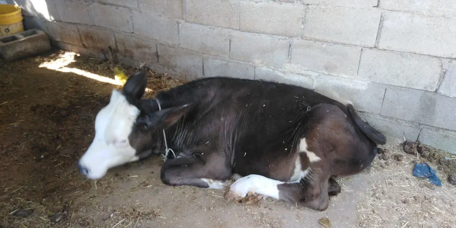 گاو و گوساله|حیوانات مزرعه|برازجان, |دیوار