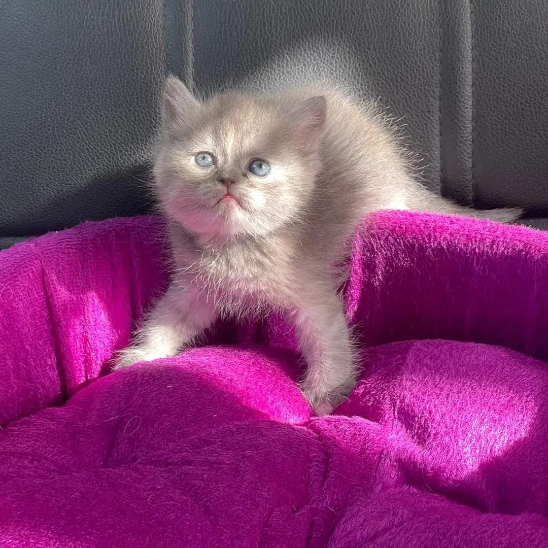 دنیای گربه های|گربه|رشت, چله خانه|دیوار