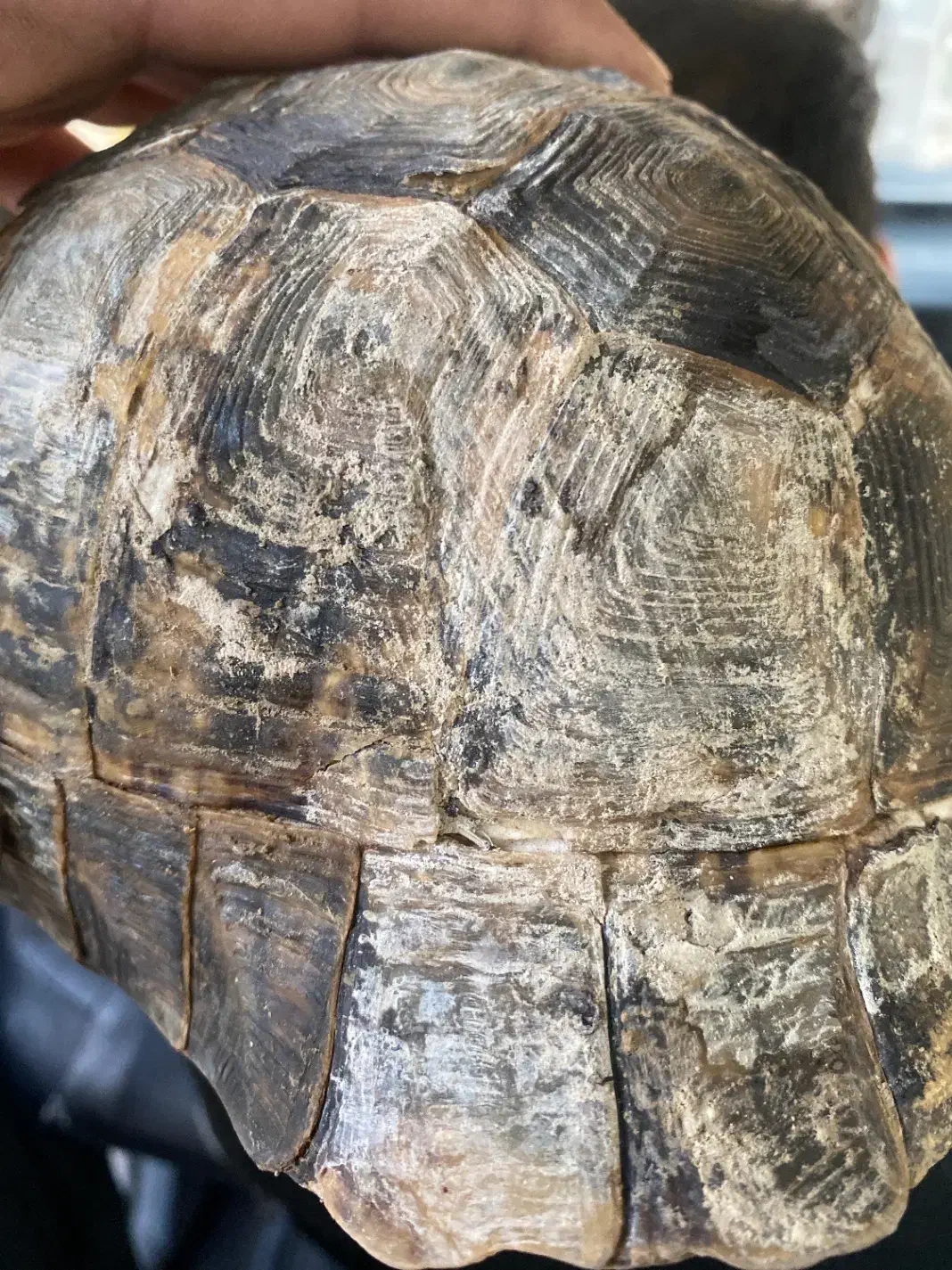 فسیل|کلکسیون اشیاء عتیقه|رودهن, |دیوار