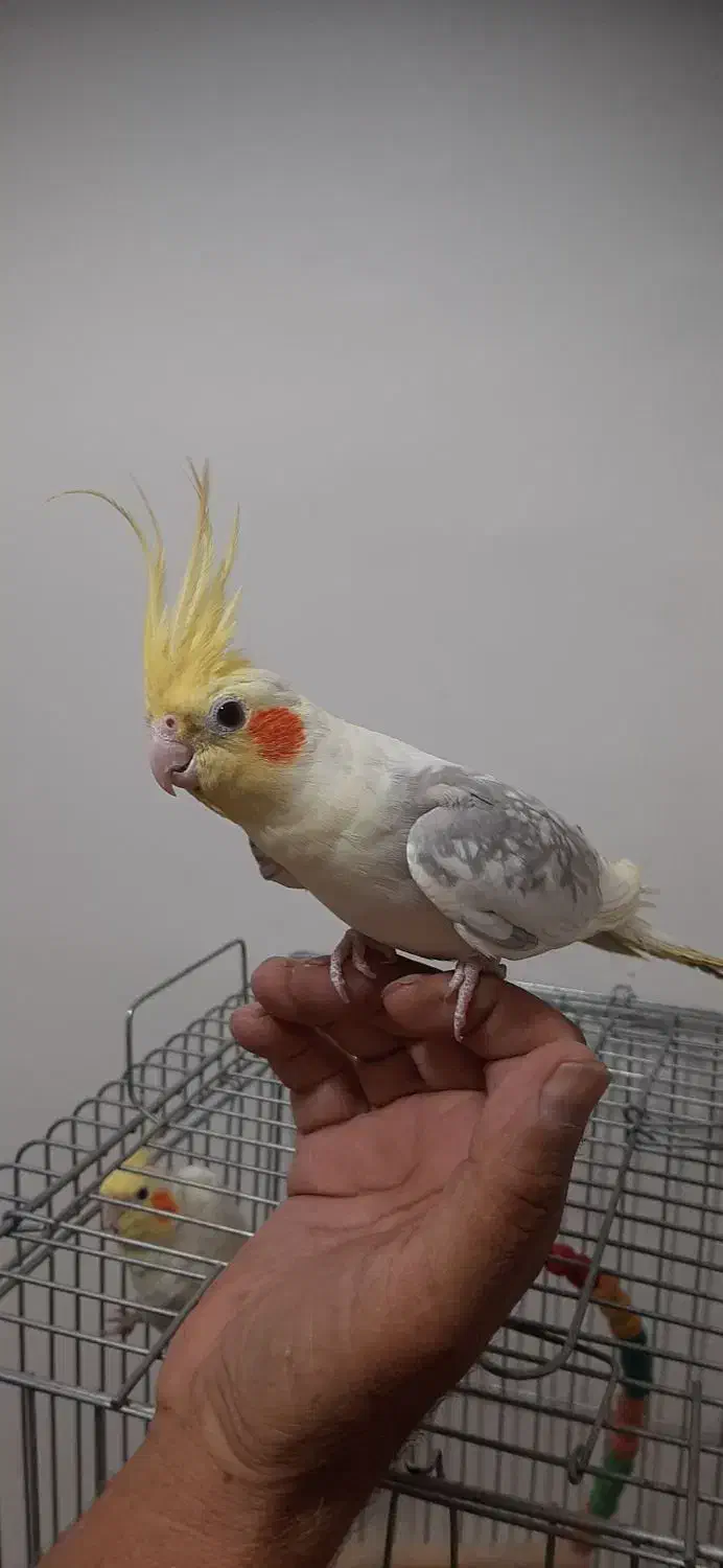 عروس هلندی سخنگو|پرنده|تهران, سبلان (لشگر)|دیوار