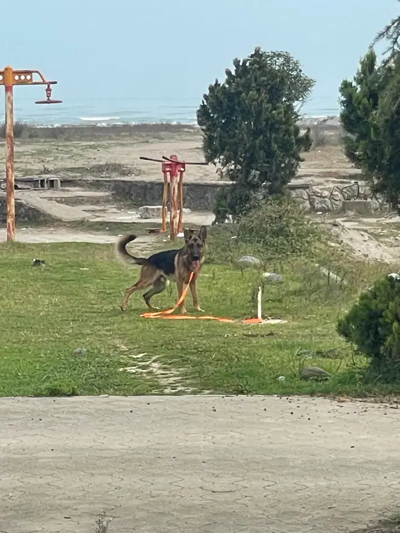 ژرمن ورک شیب دار نر|سگ|چاف و چمخاله, |دیوار