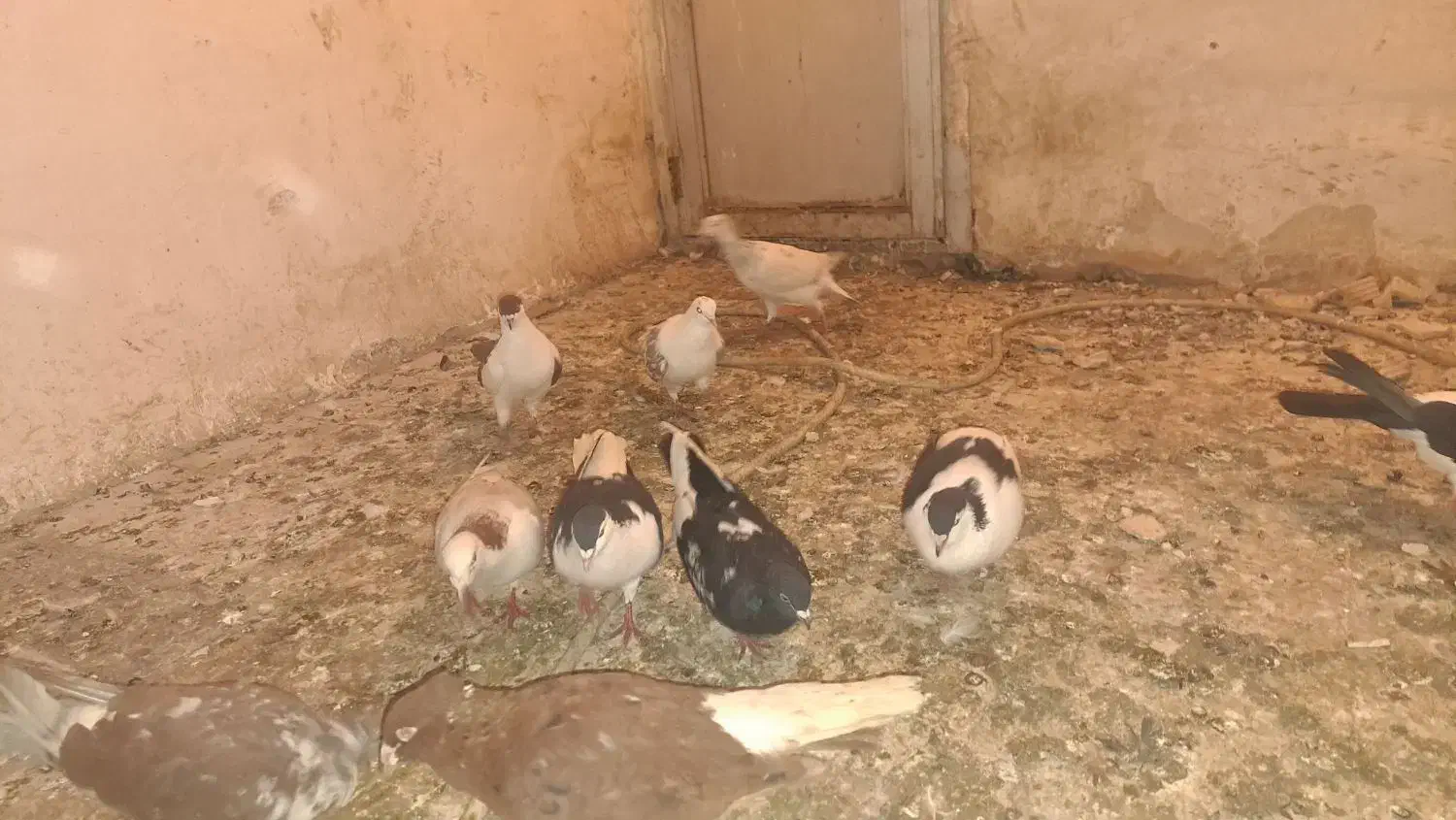 کفتر هوایی هم جفتگاه|پرنده|مشهد, رضاشهر|دیوار