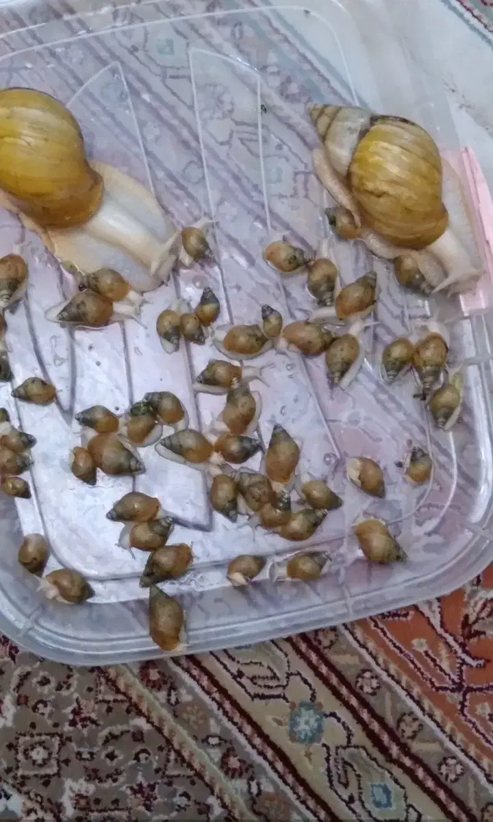 حلزون کلاژن ساز|خزنده|تهران, شهرک رضویه|دیوار