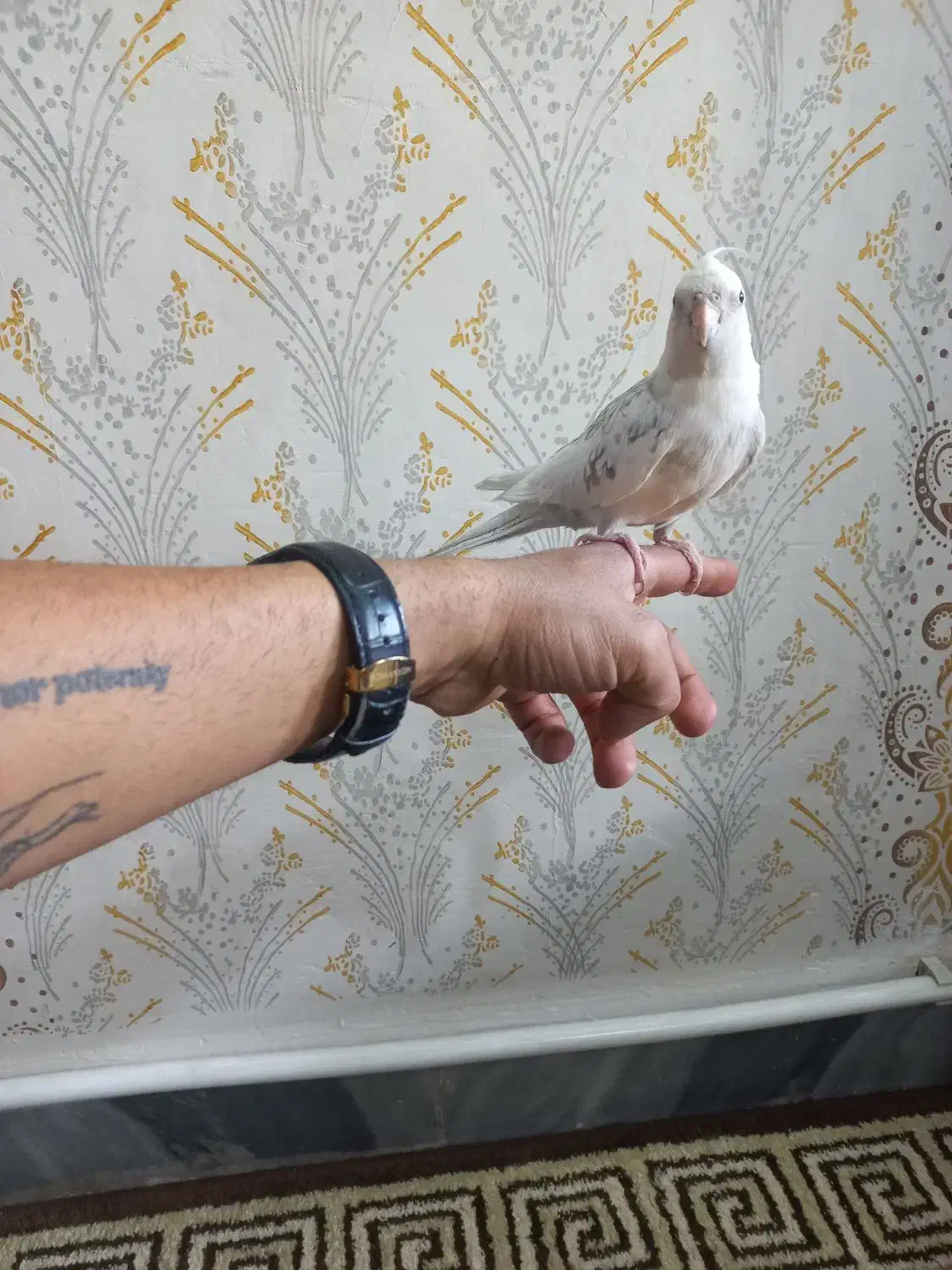 عروس هلندی|پرنده|شیراز, شریفآباد|دیوار