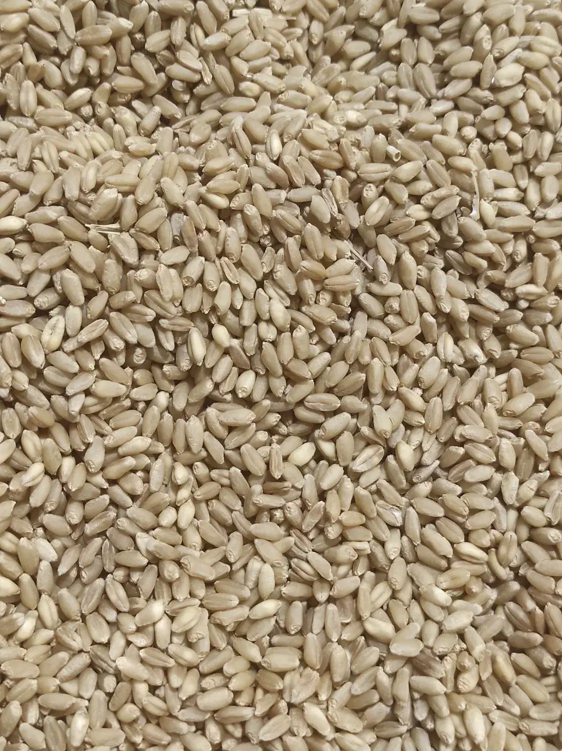 گندم ریژاب|خدمات باغبانی و درختکاری|چرداول, |دیوار