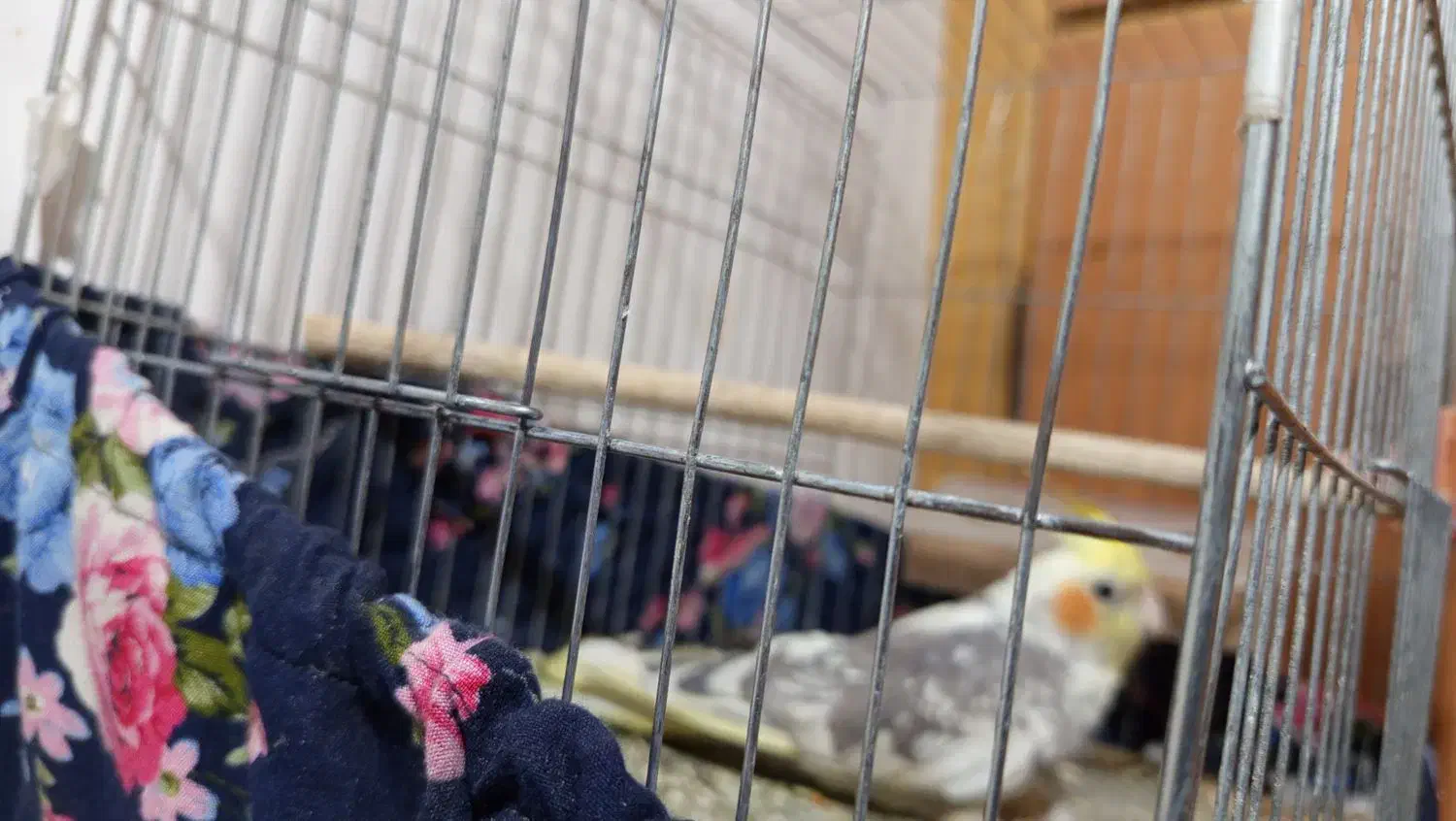 حمیدیه|پرنده|حمیدیه, |دیوار