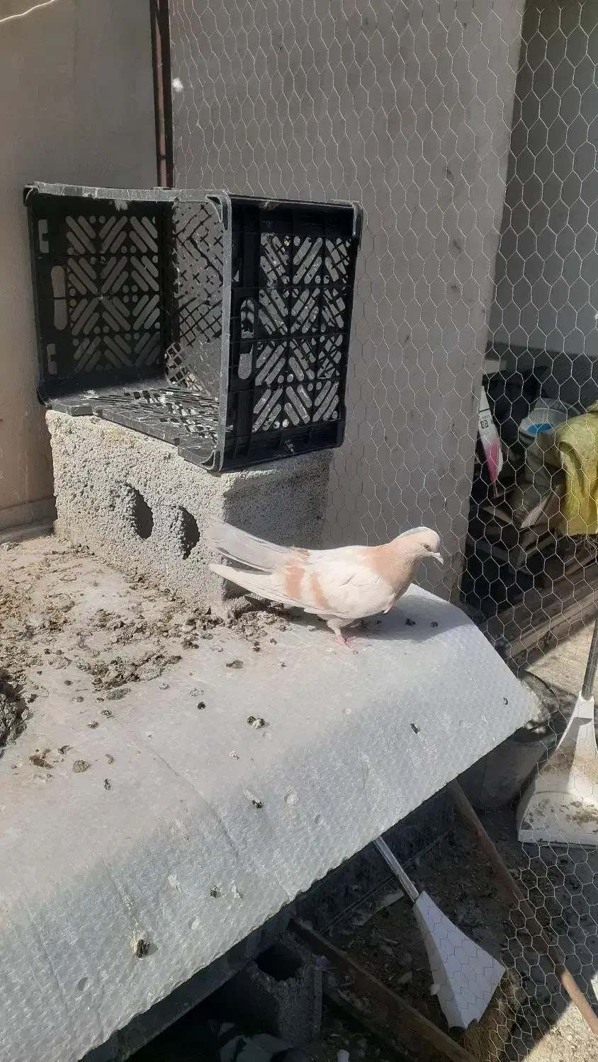 گمشده|حیوانات|اصفهان, بهارستان|دیوار