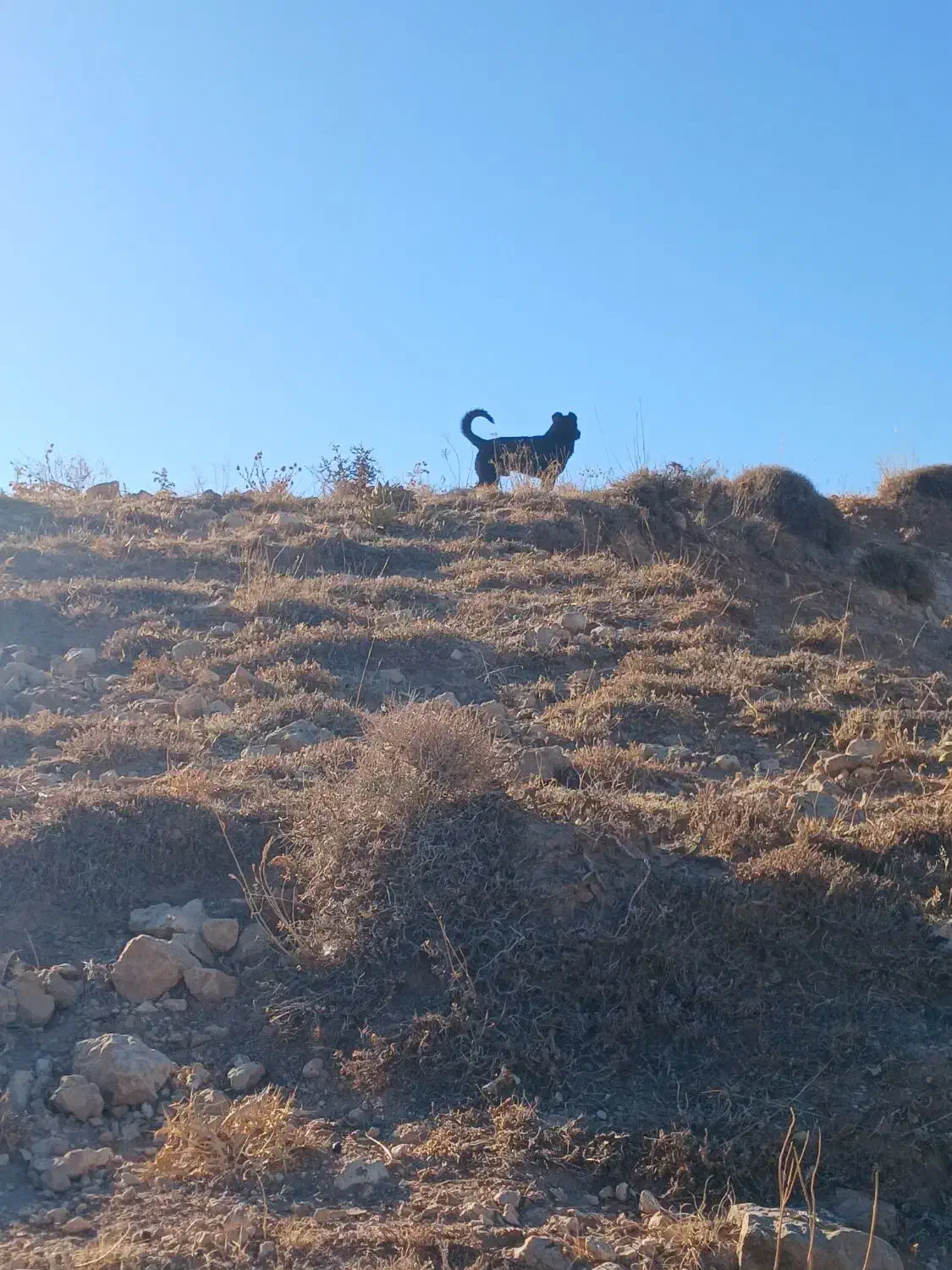 سگ سرابی|سگ|مهربان, |دیوار