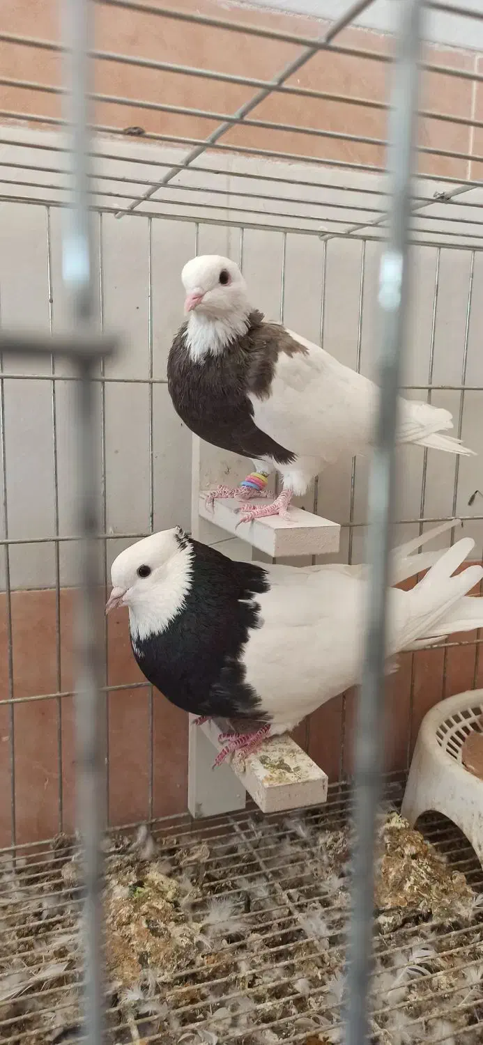 جفت کبوتر طوقی|پرنده|لار, |دیوار