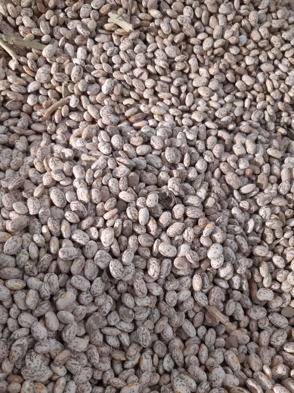 لوبیا چیتی|عمده‌فروشی|معمولان, |دیوار