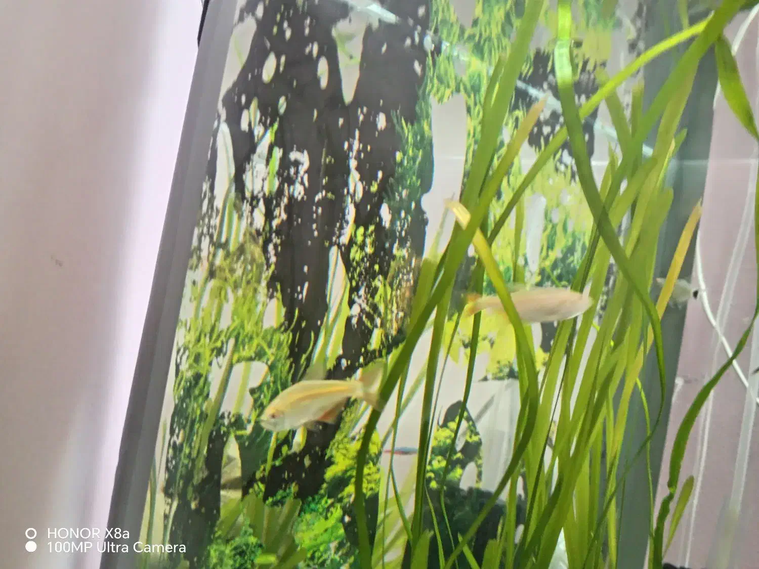 ماهی تترا و بارش گور خری مولد|ماهی|کازرون, |دیوار